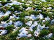 Snow Grass 2