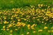 dandelion-meadow