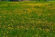 dandelion-meadow