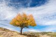 solitary tree