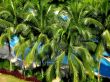 tropical palm and swimming pool