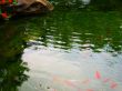 pond koi fish landscape