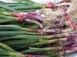 Green Garlic