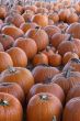 Pumpkins
