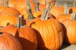 Pumpkins and Gourds