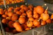 Pumpkins and Gourds