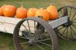 Pumpkins on Display