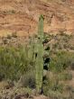 Cactus in Arizona Desert