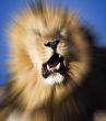 Roaring