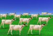 Herd of cows