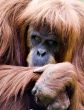 Orang utan