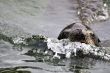 Swimming
