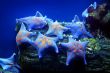 sea stars