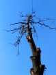 Dried tree