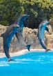 Dolphins