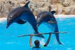 Dolphins