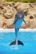 Dolphins