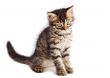 adorable cat