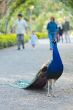 Turkey in a park