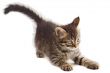 Adorable cat