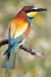 pretty bird eating