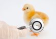ill chick of influenza