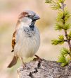 pretty bird