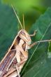 big tropical cricket