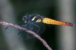 yellow asian dragonfly
