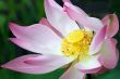 lotus flower closeup