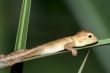 baby lizard on a single grass