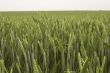 green wheat field
