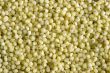 Millet