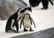Penguin couple