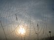 spiderweb
