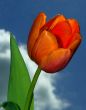 Beautiful Tulip