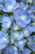 blue flowers of hydrangea