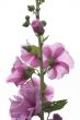 isolated pink hollyhock