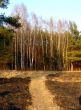 Burned ground