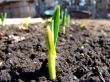 Onion Shoots 2