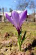 Violet crocus