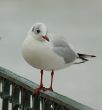 seagull