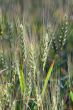 Grain field