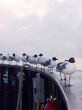 Seagulls Boat Ride