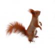 squrriel