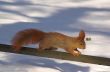 sqirrel in winter