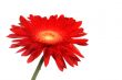 Red daisy