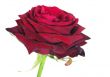 beautiful rose from side