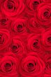 beautiful roses background