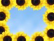 sunflower frame